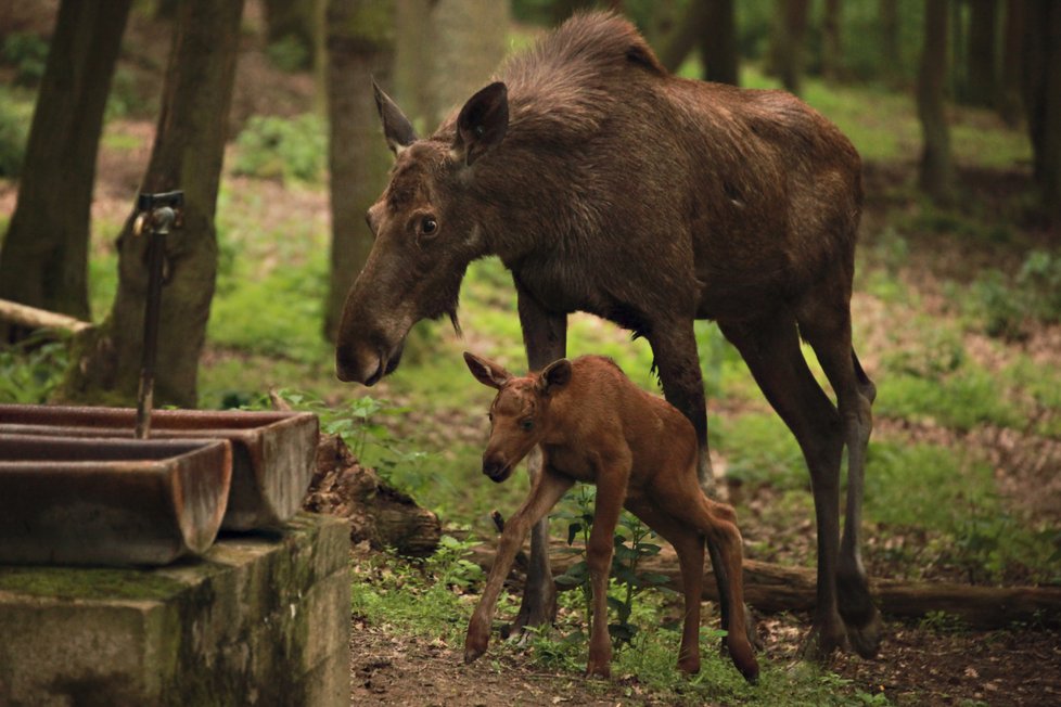 Otazníky jsou vyřešeny. Čerstvě narozené losí mládě v brněnské zoo je sameček.