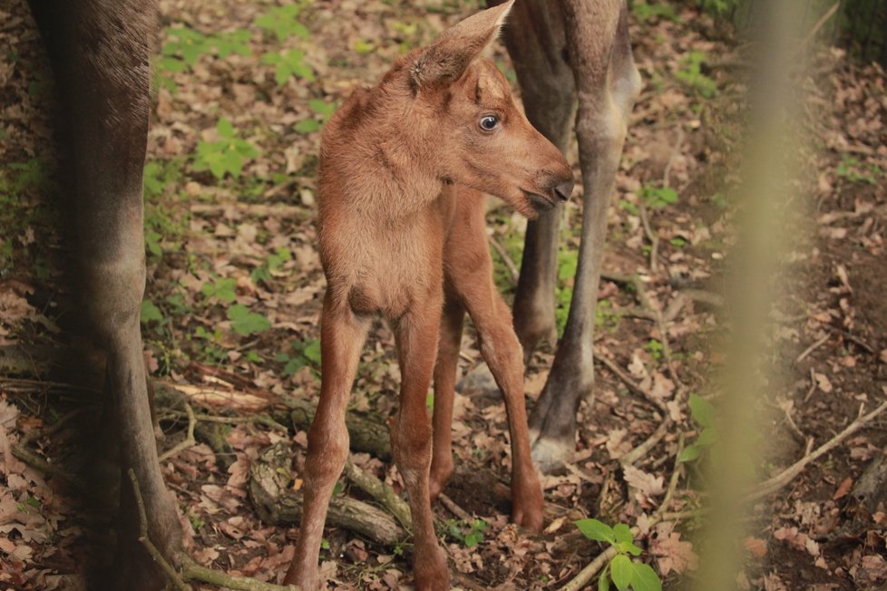 Otazníky jsou vyřešeny. Čerstvě narozené losí mládě v brněnské zoo je sameček.