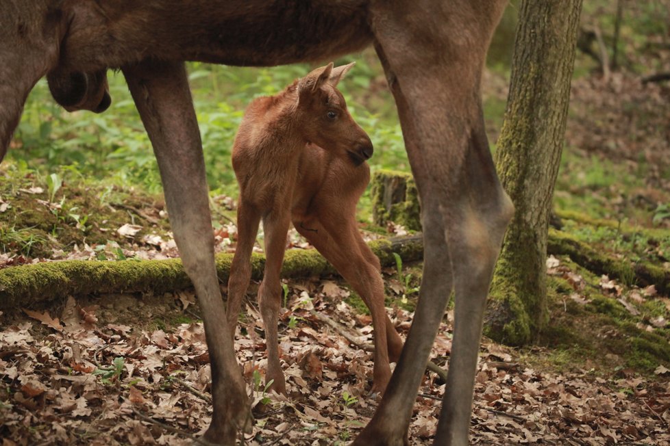 Otazníky jsou vyřešeny. Čerstvě narozené losí mládě v brněnské zoo je sameček.