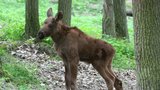 V brněnské zoo se narodil los: Pohlaví je ale zatím tajemstvím