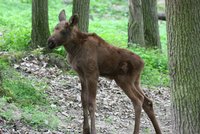 V brněnské zoo se narodil los: Pohlaví je ale zatím tajemstvím