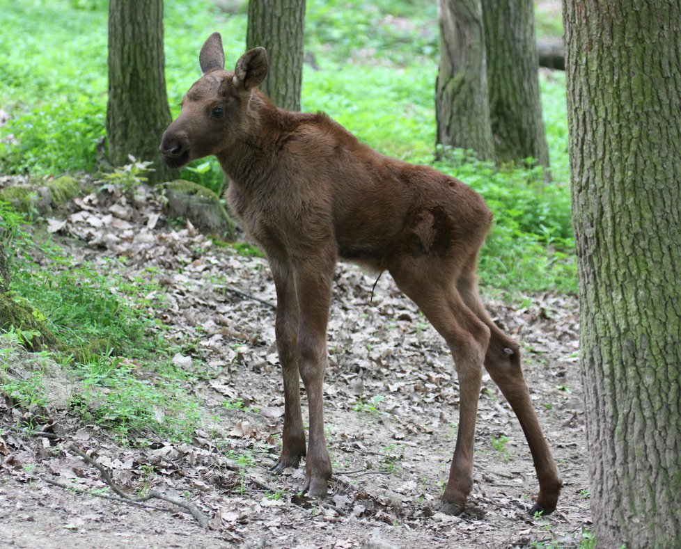 Mládě losa, které se narodilo v brněnské zoo.