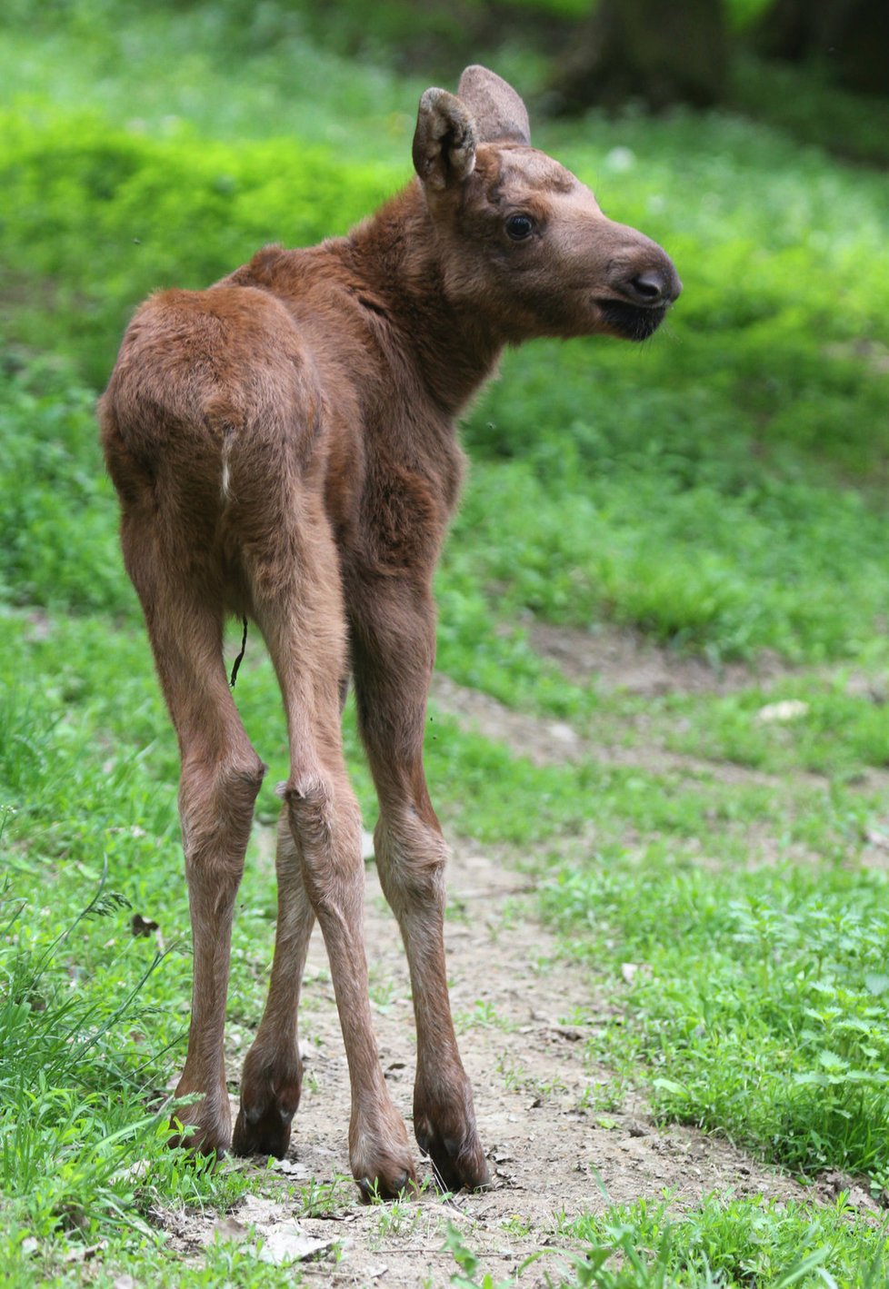 Mládě losa, které se narodilo v brněnské zoo.