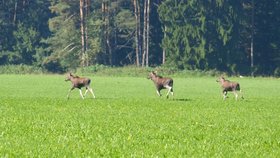 Unikátní záběr tří losů pořídila turistka Alena Raftlová nedaleko Horní Plané na Šumavě.
