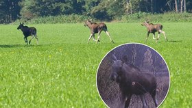 Unikátní foto ze Šumavy: Turistka vyfotila tři losy najednou!