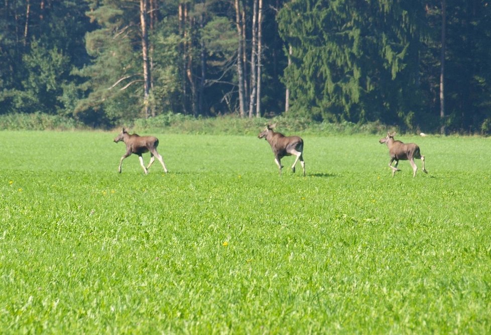 Unikátní záběr tří losů pořídila turistka Alena Raftlová nedaleko Horní Plané na Šumavě.