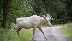 Bílého losa ve Švédsku mají odstřelit: Desítky tisíc lidí jsou proti.