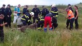 LOSnesska v Brně: Svědci spatřili samici losa v řepkovém poli. Pátrají po ní hasiči, policisté i veterináři