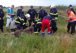 LOSnesska v Brně: Svědci spatřili samici losa v řepkovém poli. Pátrají po ní hasiči, policisté i veterináři