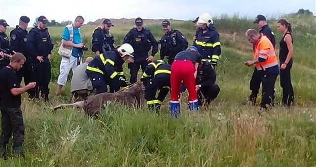 LOSnesska v Brně: Svědci spatřili samici losa v řepkovém poli. Pátrají po ní hasiči, policisté i veterináři