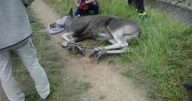 V Brně odchytávali po losí matce i její mládě: Obě zvířata uhynula!