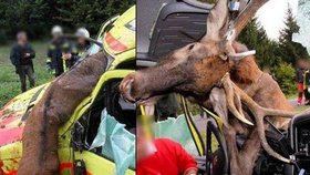 K děsivé srážce jelena se sanitkou došlo v Maďarsku.