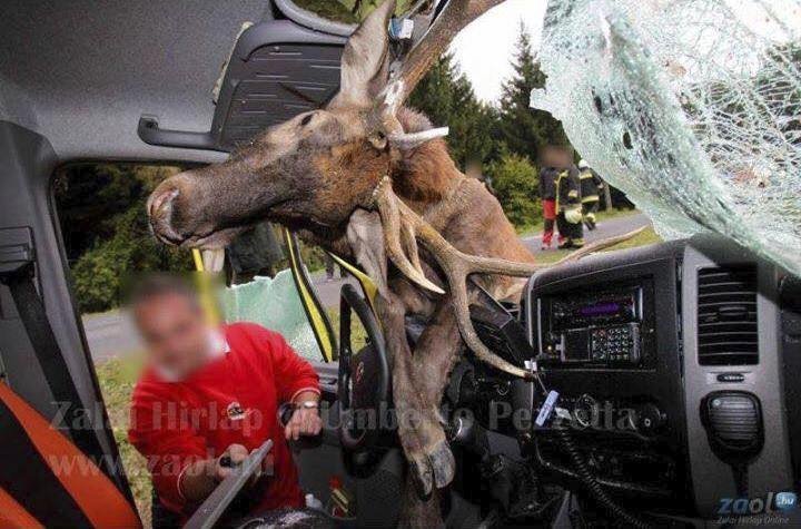 Děsivá srážka jelena a sanitky v Maďarsku.