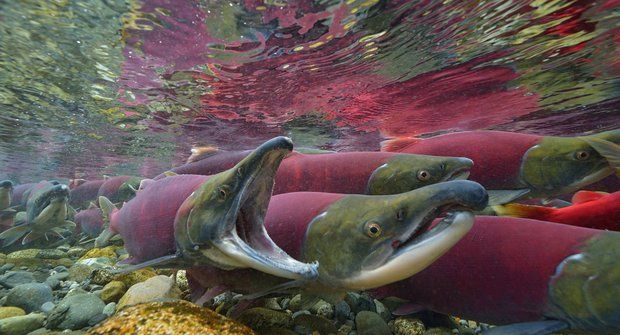 Poslední velká cesta odvážných lososů