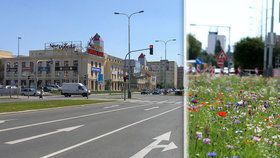 Barevná louka mezi paneláky: Na Novodvorské vysadili letničky, část z nich už někdo omylem posekal 