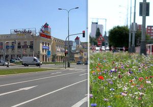 Louka na Novodvorské