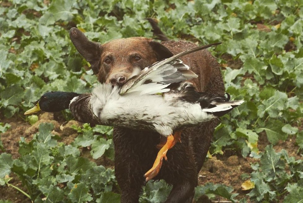 Další potížistky se zbraněmi: Rusovlasé lovkyně se svými úlovky chlubí na sociální síti: »Zabijácké dě*vky«! Chodí jim nenávistné zprávy