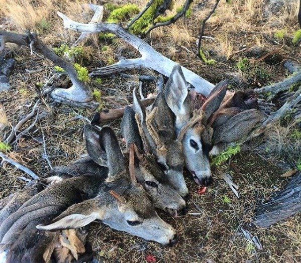 Zdravotní sestra (29) loví medvědy, vlky a jeleny a na sociální síti pózuje v oblečení potřísněném jejich krví! Lidé jí vyhrožují znásilněním