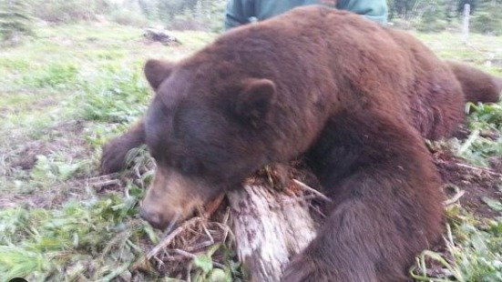 Další potížistka se zbraní: Zdravotní sestra (29) loví medvědy, vlky a jeleny a na sociální sítě pózuje v oblečení potřísněném jejich krví! Lidé ji vyhrožují znásilněním