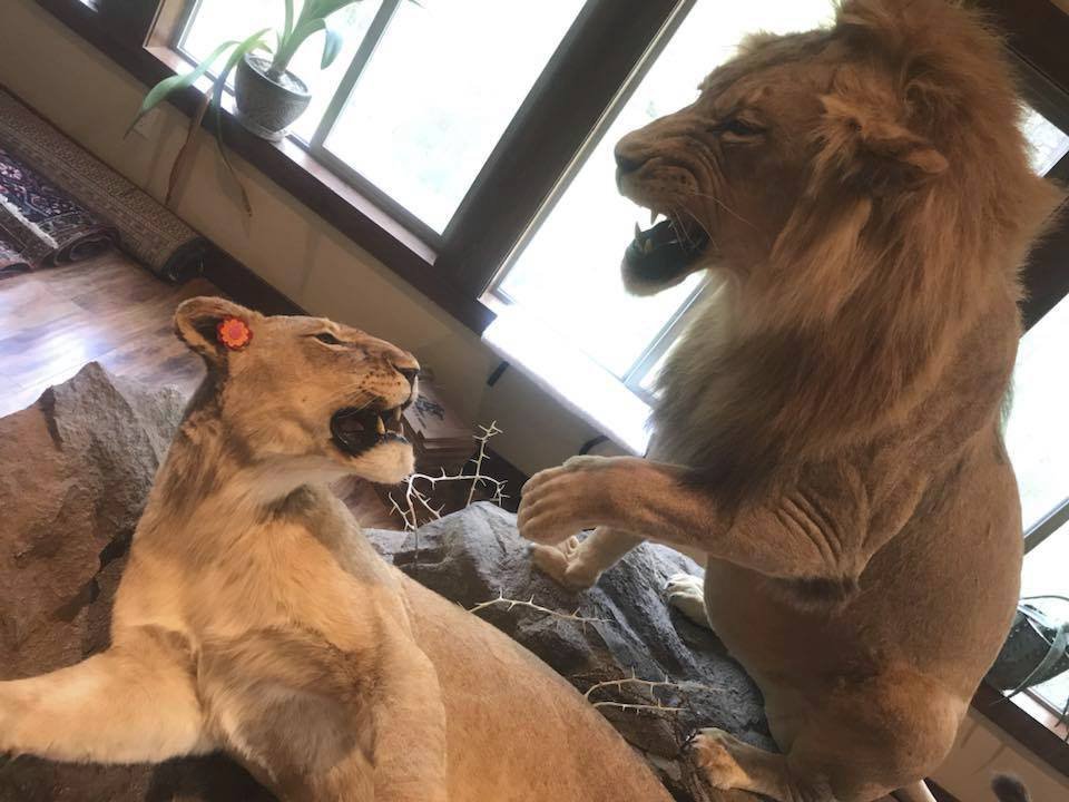 Olivia má doma vystaveného lva a lvici.
