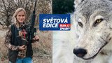 Vlci na odstřel: Trump povolil lov, za 60 hodin jich v celém státě vybili čtvrtinu