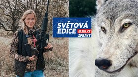 Vlci na odstřel: Trump povolil lov, za 60 hodin jich v celém státě vybili čtvrtinu