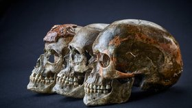 Lebky pravěkých lovců mamutů nalezených u Dolních Věstonic jsou staré až 30 tisíc let.