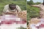 Saúdskoarabský lovec Rashed al-Hajri zmasakroval žirafu a těší se, až zabije a sní i slůně.