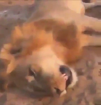 Nechutný lovec zastřelil spícího lva