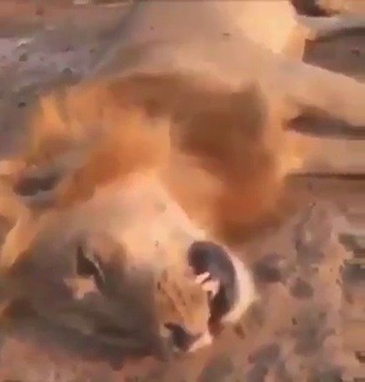 Nechutný lovec zastřelil spícího lva.