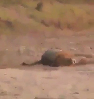 Nechutný lovec zastřelil spícího lva