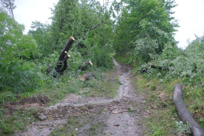 Hasiči odstraňují nebezpečné stromy po sesuvu půdy v Kopřivnici-Lubině.