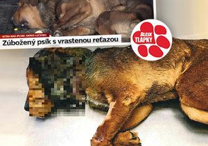 Policie obvinila Lucii D., která měla utýrat psa v obci Nitra nad Ipľom.