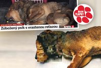 Pejska drželi na řetězu, dokud mu nezarostl do masa! Za jeho krutou smrt policie stíhá Lucii D.