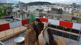 Kavárník Kobza a jeho kozy na střeše Lucerny