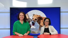 Moderátorka Lucie Černá promluvila v Epicentru na Blesk.cz o záchraně psí rodiny na dovolené na Djerbě