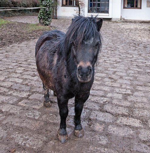 Poník tady dožívá.