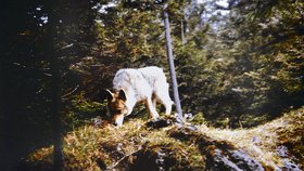 Ludvík Kunc se pozorováním a studiem divokých zvířat zabýval přes čtyřicet let. Toto jsou některé fotografie, které v lesích pořídil