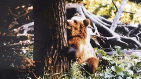 Ludvík Kunc se pozorováním a studiem divokých zvířat zabýval přes čtyřicet let. Toto jsou některé fotografie, které v lesích pořídil