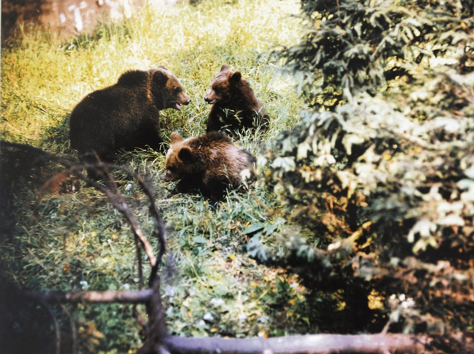 Ludvík Kunc se pozorováním a studiem divokých zvířat zabýval přes čtyřicet let. Toto jsou některé fotografie, které v lesích pořídil