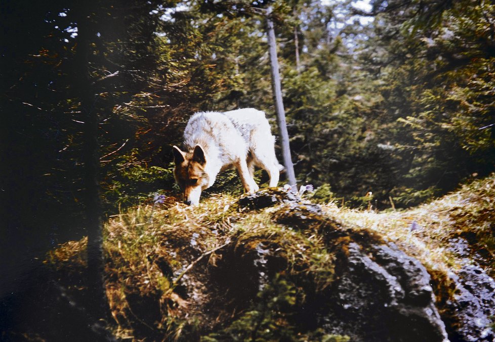 Ludvík Kunc se pozorováním a studiem divokých zvířat zabýval přes čtyřicet let. Toto jsou některé fotografie, které v lesích pořídil