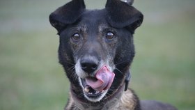 Denis je aktivní důchodce, do útulku se dostal po zemřelém páníčkovi