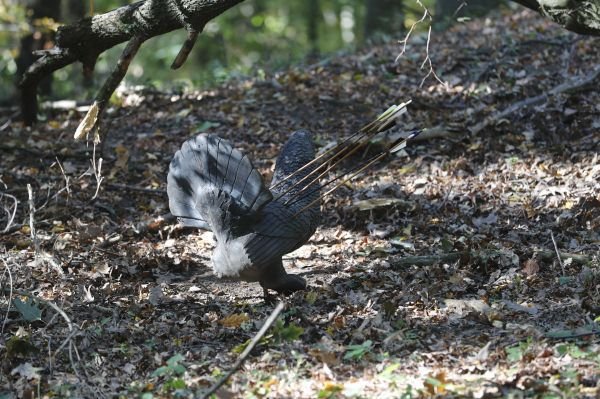 Pořídit taková zvířata není levná záležitost. Malinkatá stojí 2 tisíce, tygr 30 tisíc, jelen vyjde i na 50. Vydrží ale tisíce zásahů a ty větší z nich mají vyjímatelné a vyměnitelné středy.