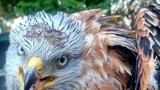 Strážníci zachránili vzácného luňáka: Jirka asi prohrál vzdušný souboj s jiným dravcem