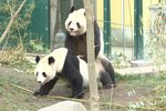 Pandí sameček Lung-chuej při páření
