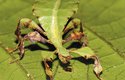 Lupenitka Pulchriphyllium scythe je dosud neplatný druh, ale vše nasvědčuje tomu, že bude po dalším zkoumání uznán