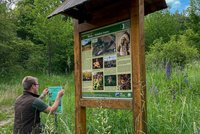 Unikátní lokalitu u Krnova „žere" vlčí bob: Trhejte ho, vyzývají ochránci