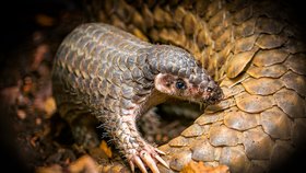 Zoo Praha je jedna ze dvou evropských zoologických zahrad, kde můžete luskouny krátkoocasé spatřit.