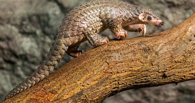 Samička luskouna krátkoocasého narozená v Zoo Praha je prvním mládětem těchto jediných šupinatých savců světa v Evropě.