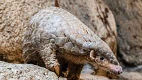 Samice Run Hou Tang v Taipei Zoo ještě před cestou do Prahy.